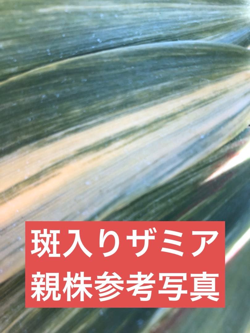 ザミア　斑入り　斑入り蘇轍　黄金蘇轍