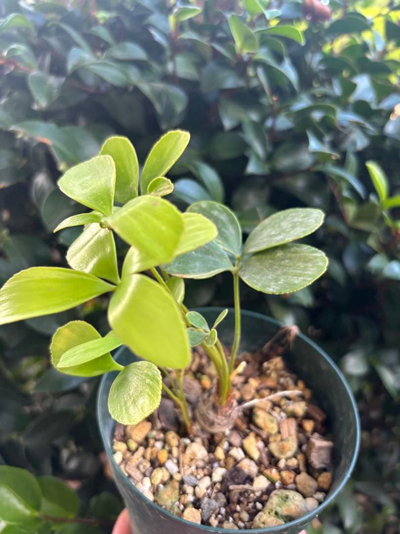 ザミア　斑入り　斑入り蘇轍　黄金蘇轍