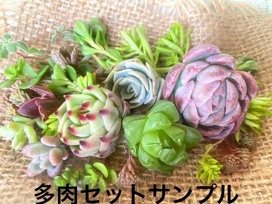 ⑨箱庭セット✿多肉寄せ植え