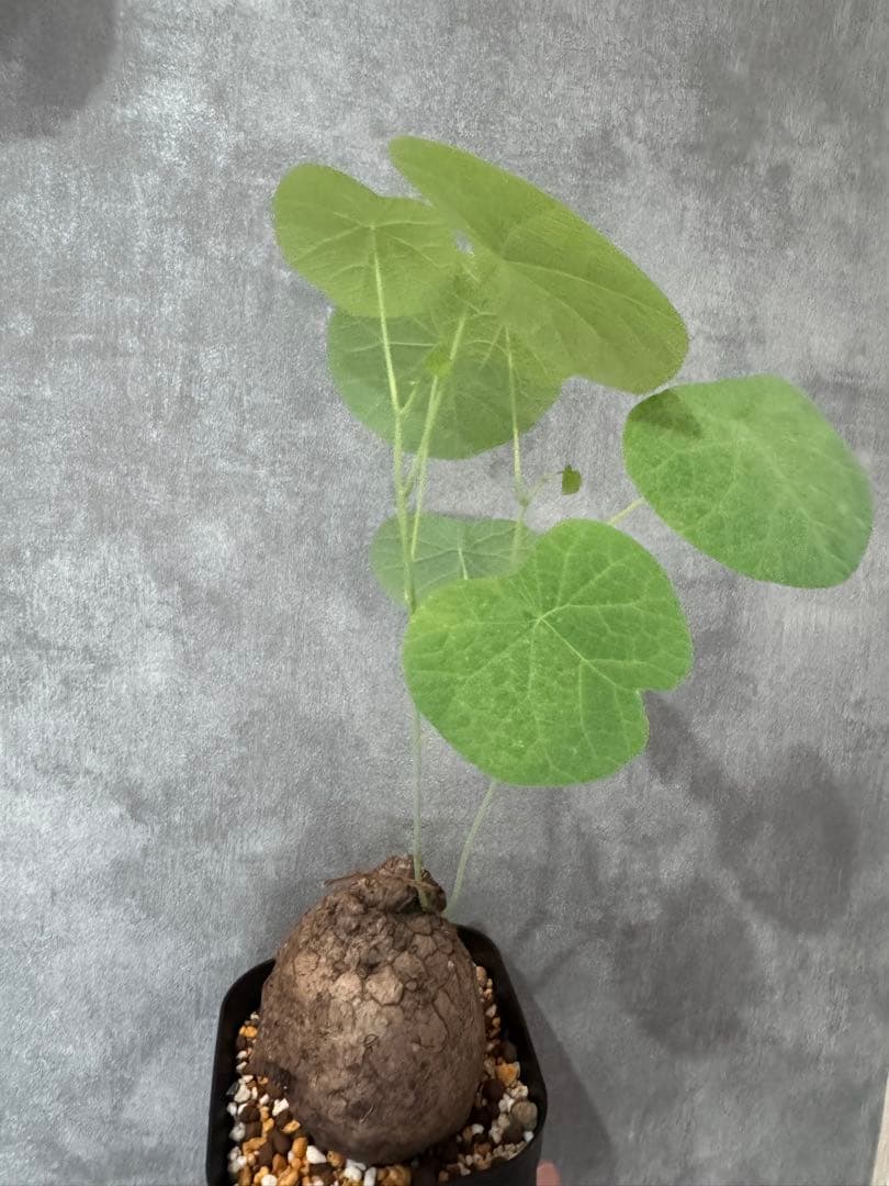 ステファニア・スベローサ斑入りチリ斑レア種美株￼