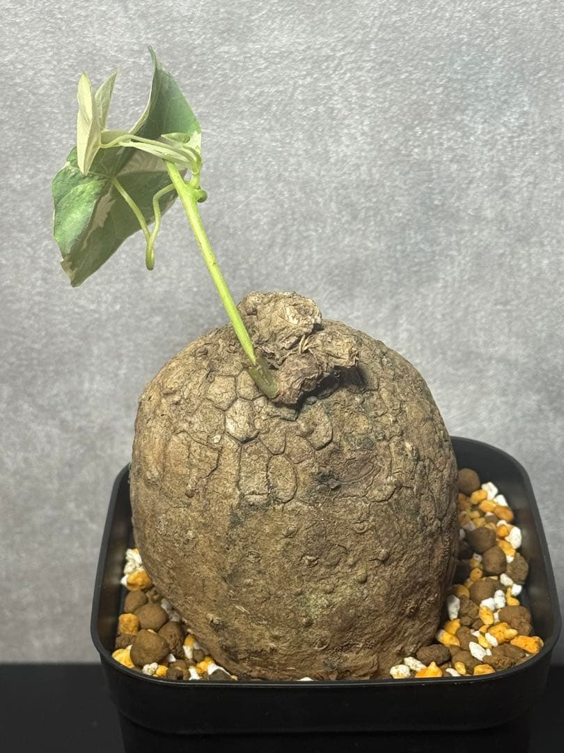 ステファニア・スベローサ斑入りチリ斑レア種美株￼