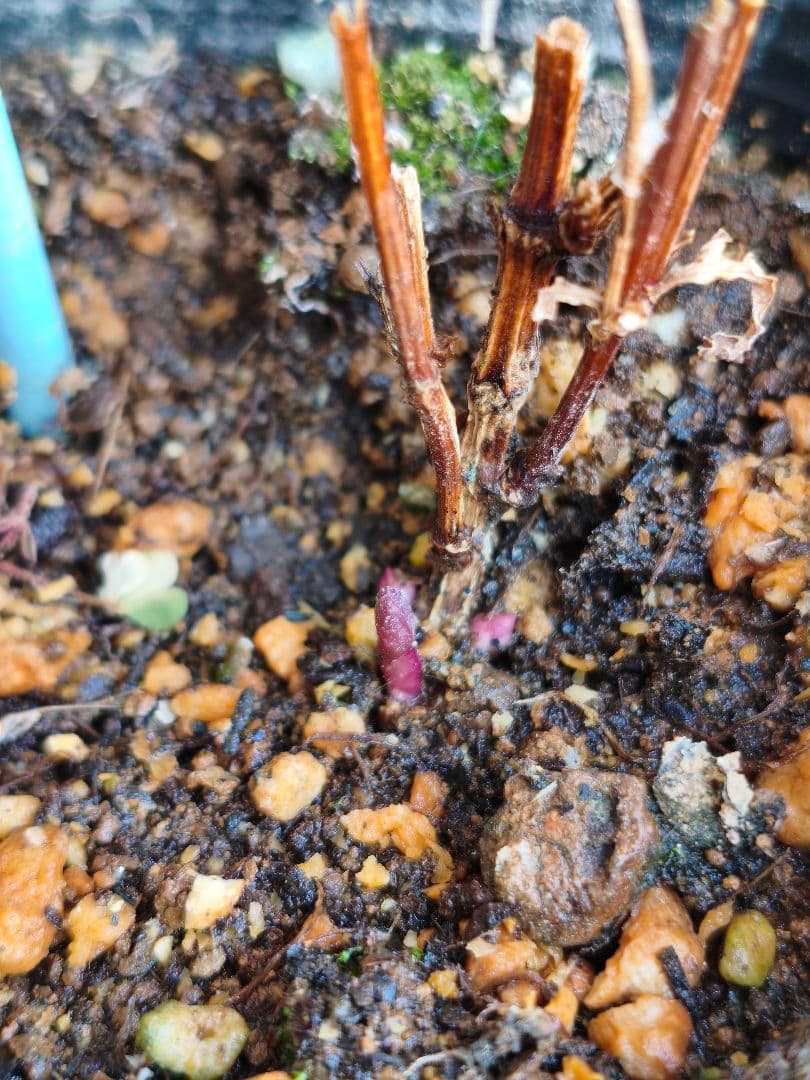 壺型クレマチス【浮舟】3.5寸苗　竹間園芸様育種株