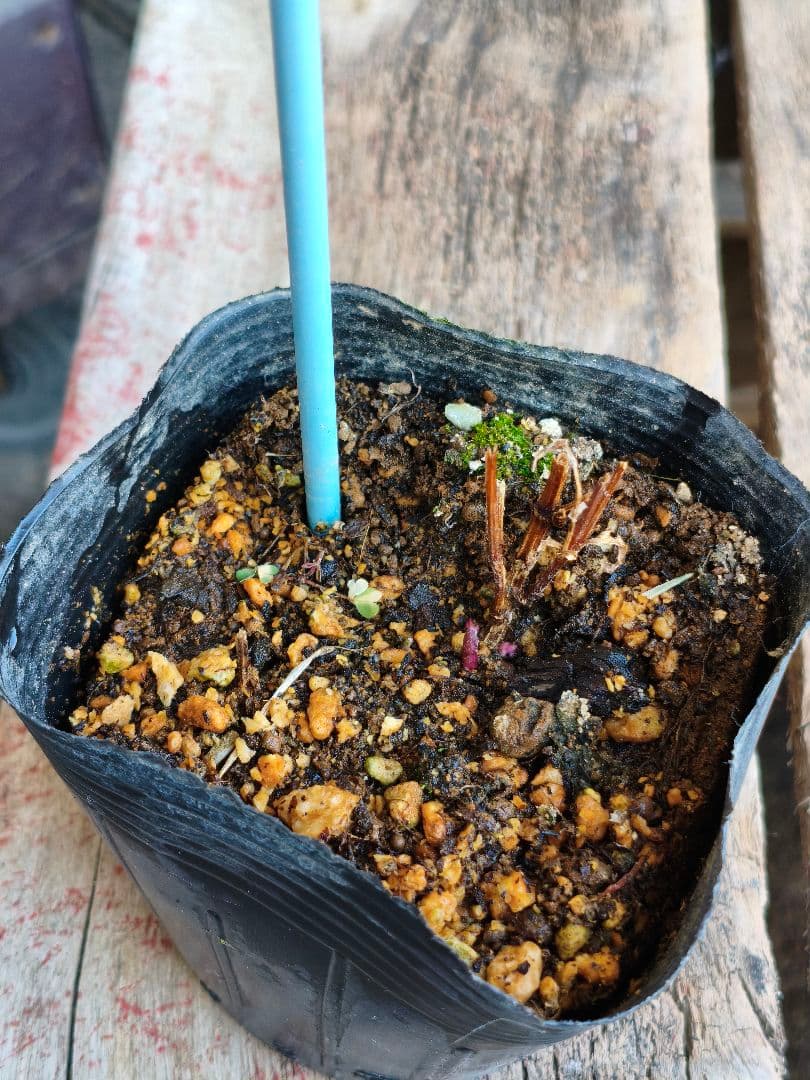 壺型クレマチス【浮舟】3.5寸苗　竹間園芸様育種株