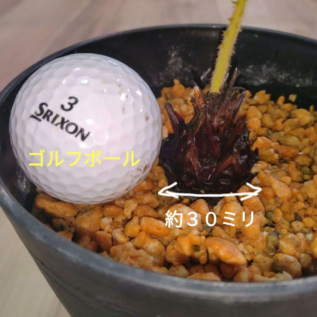 四季黄金ソテツ　奄美黄金ソテツ　 希少　国産