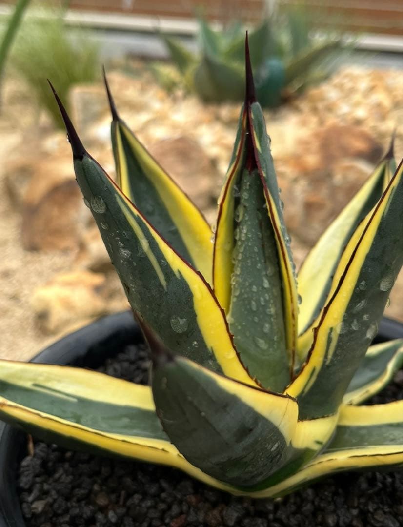 天照太御神　ospグレートホワイトシャーク2鉢