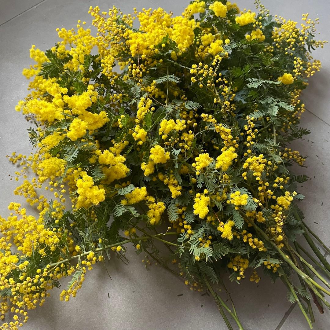 3.ミモザ切花100サイズ