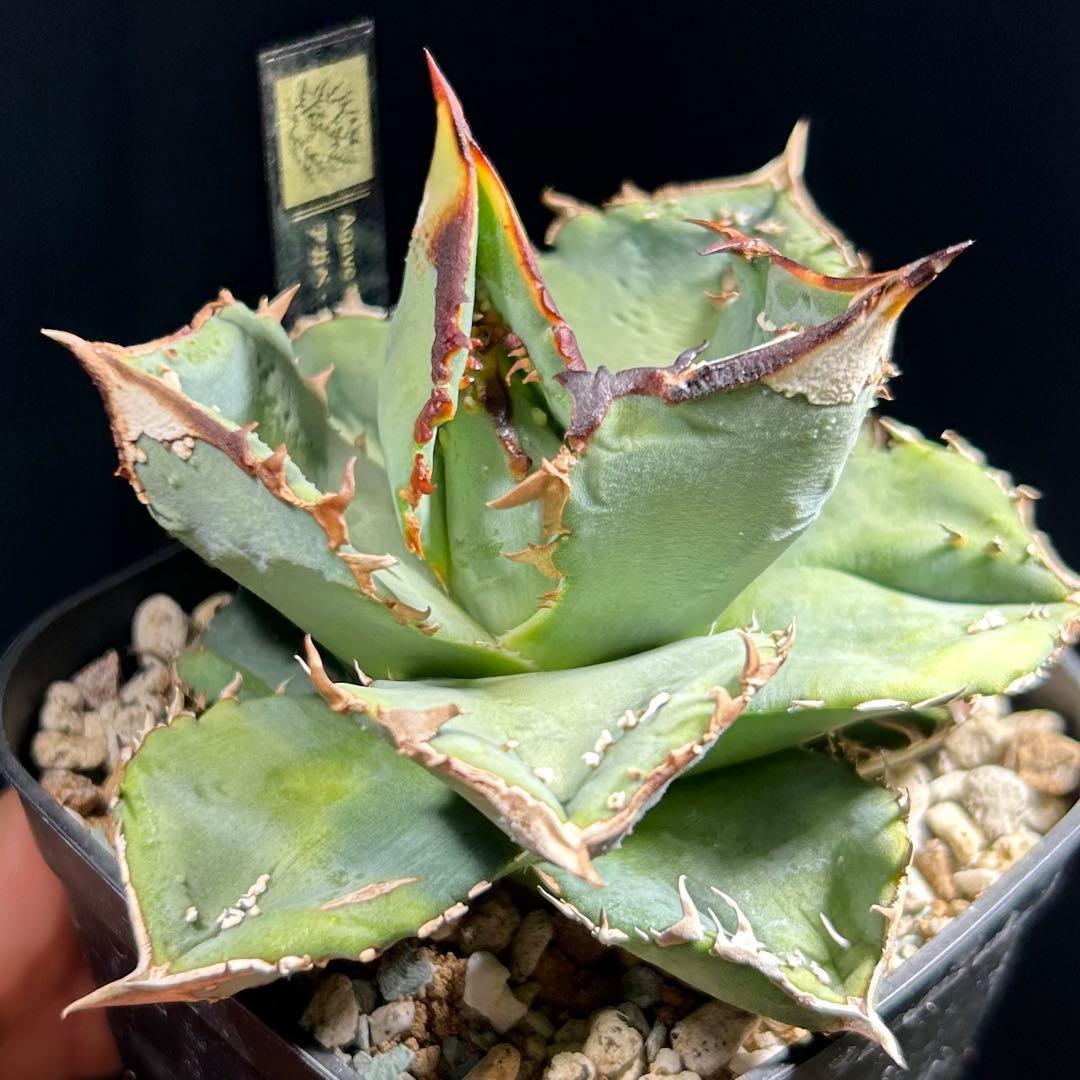 【超希少】アガベ　チタノタ　鰐亀　OC 中株　発根済み