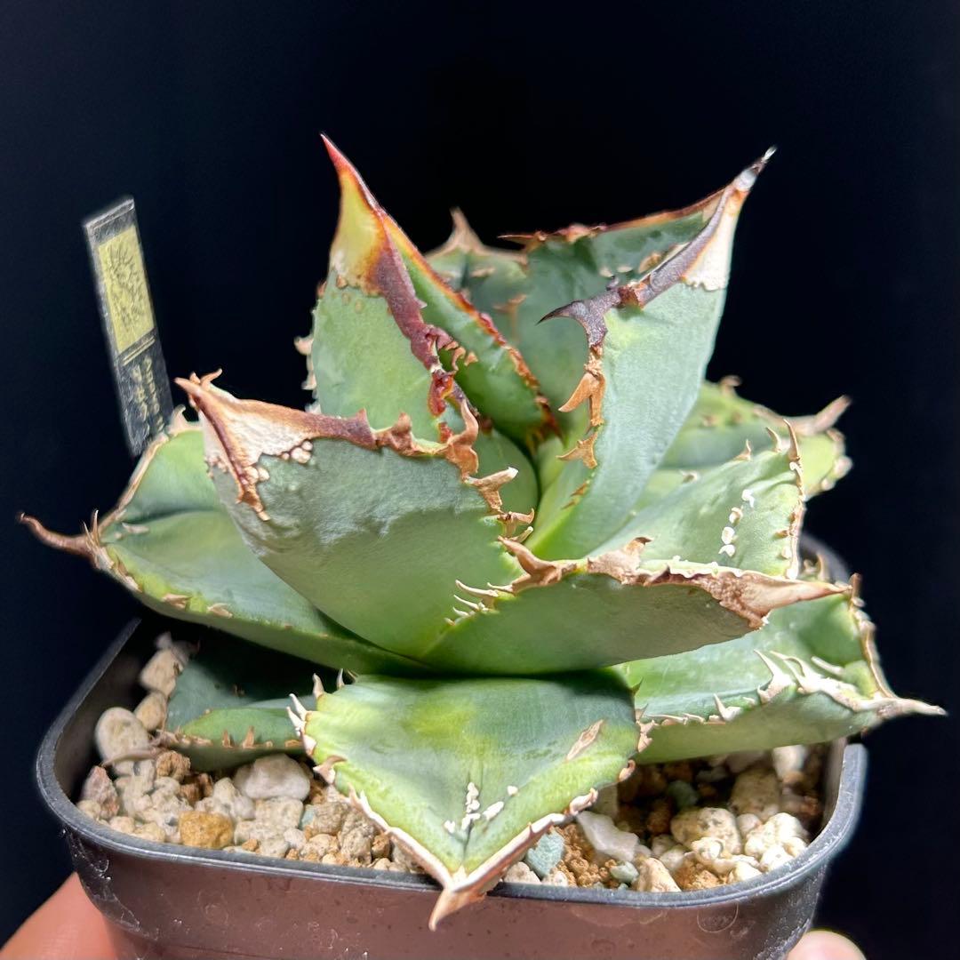 【超希少】アガベ　チタノタ　鰐亀　OC 中株　発根済み