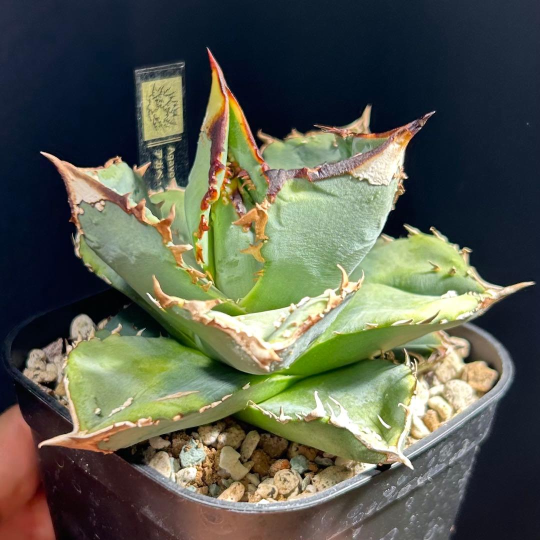 【超希少】アガベ　チタノタ　鰐亀　OC 中株　発根済み