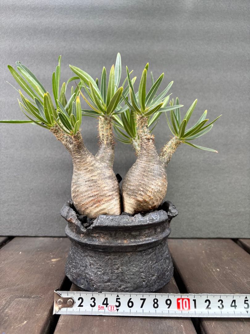 パキポディウム グラキリス (二頭)発根済み