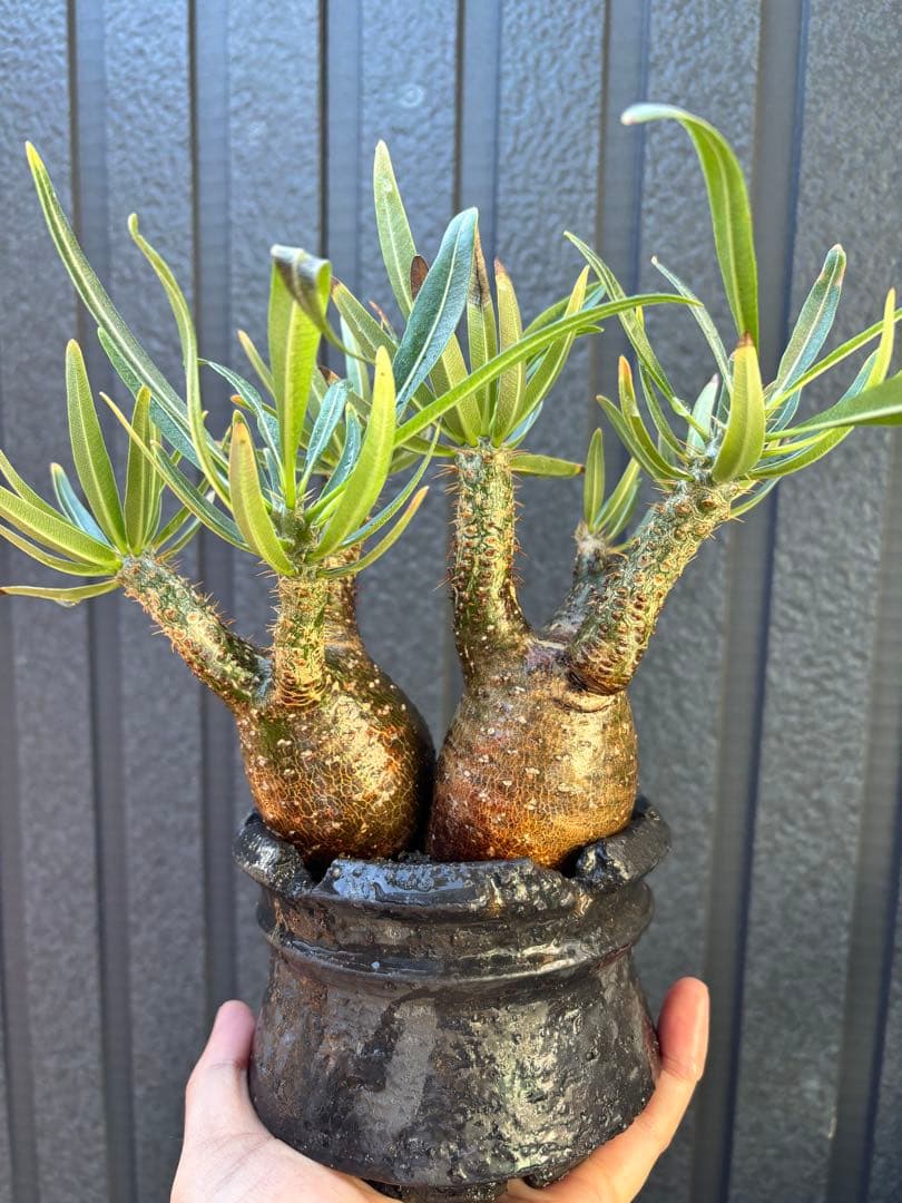 パキポディウム グラキリス (二頭)発根済み