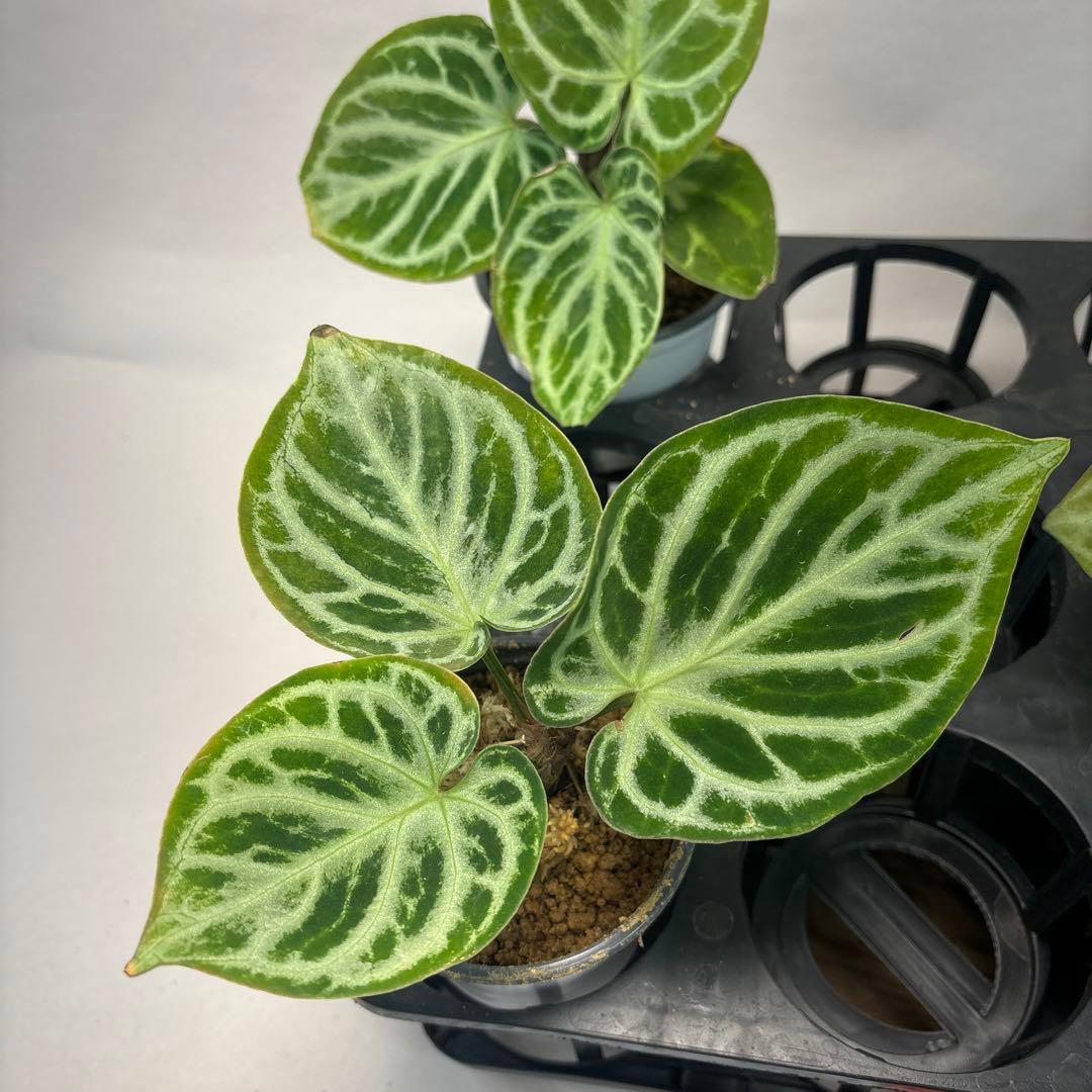 5株セットms66アンスリウム ドラヤキ Anthurium Dora