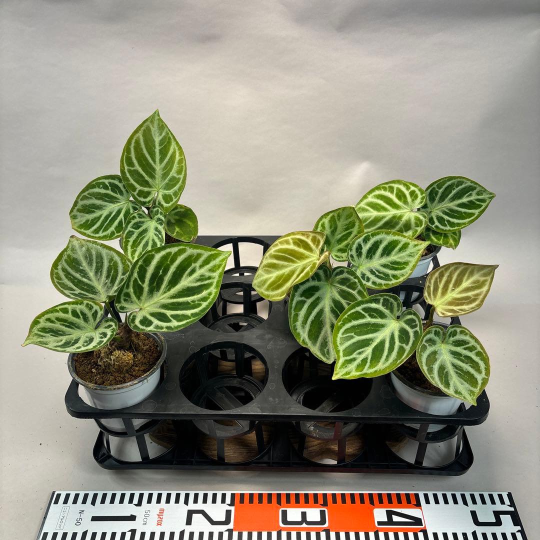 5株セットms66アンスリウム ドラヤキ Anthurium Dora