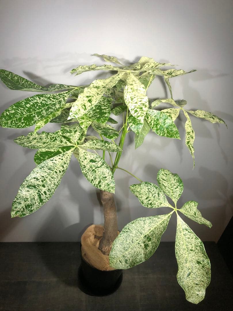 パキラ ミルキーウェイ　受け皿付き　高さ約80cm(現物)