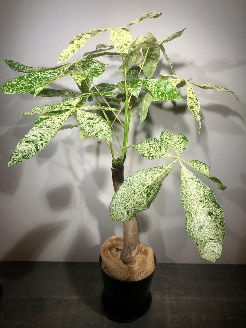 パキラ ミルキーウェイ　受け皿付き　高さ約80cm(現物)