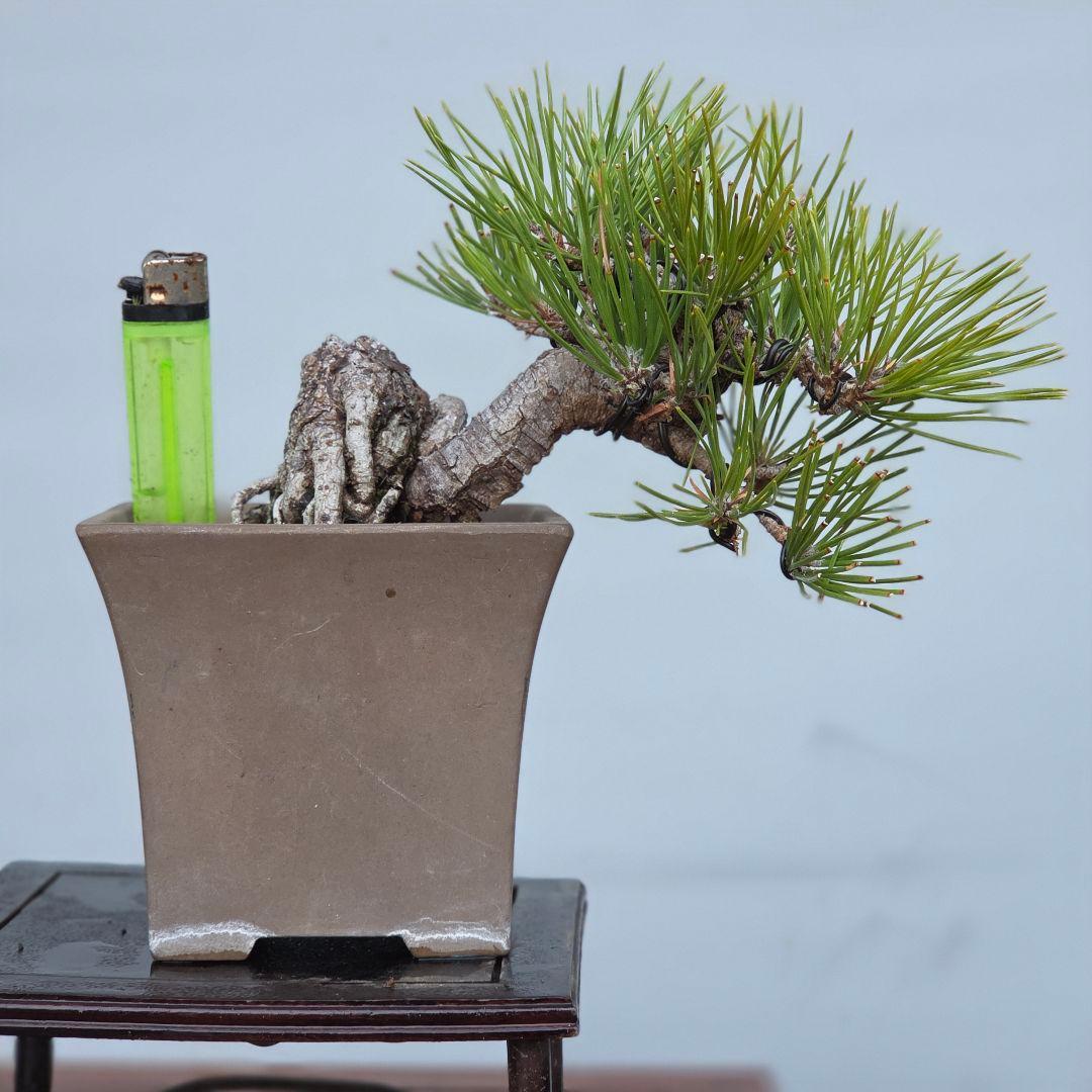 黒松　[半懸崖]　小品盆栽