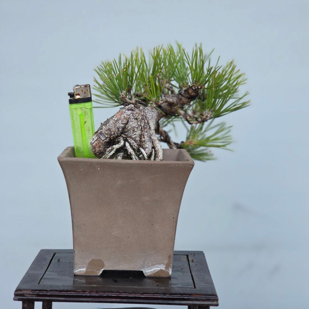黒松　[半懸崖]　小品盆栽
