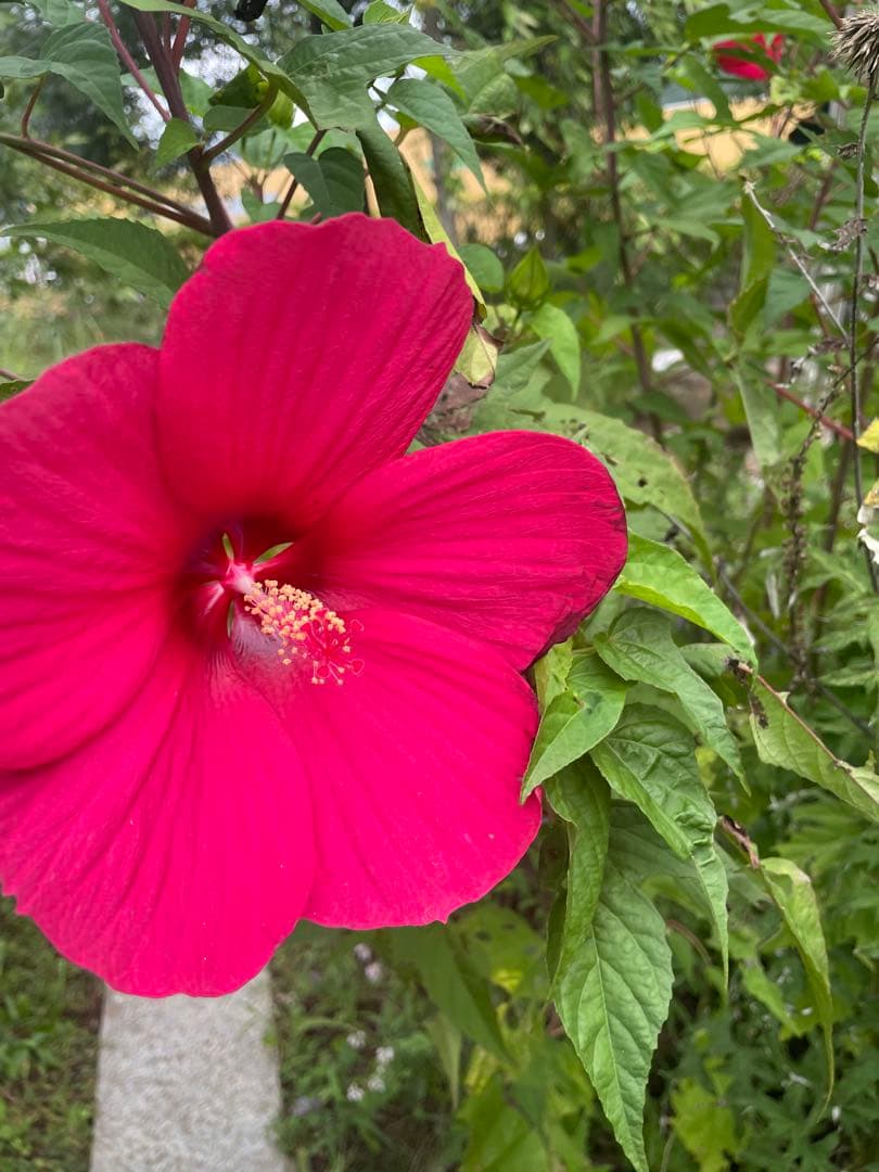 四弦和胡弓　プライスダウン（最終回）　竹弓馬尻尾　付属品