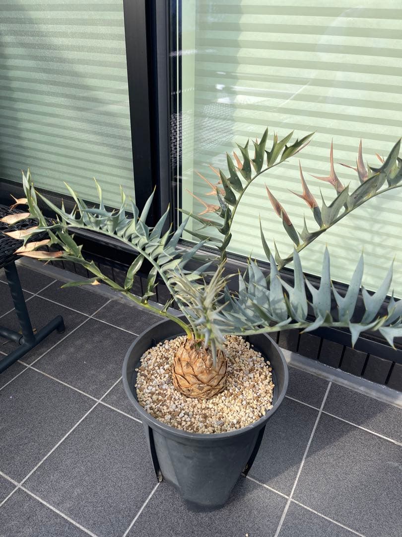 【南ア産】エンセファラルトス ホリダス(2025年12月最新画像あり)