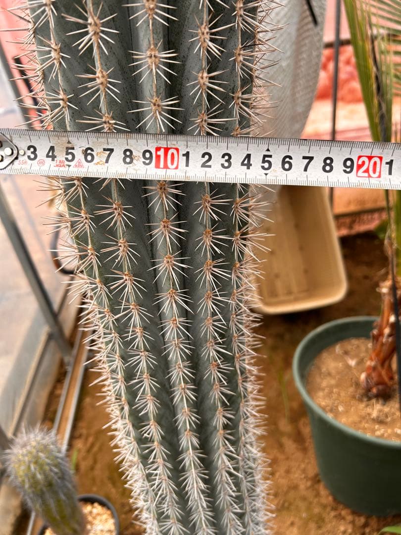 武倫柱　ブリンチュウ　特大