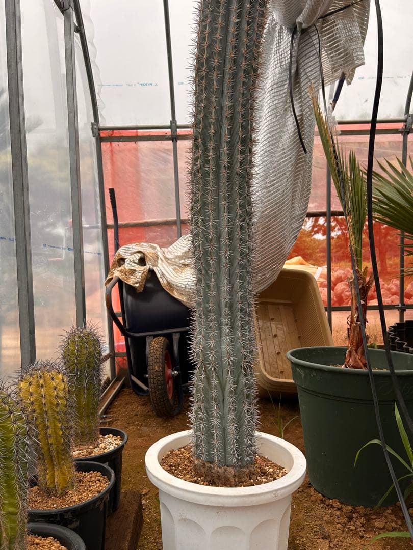 武倫柱　ブリンチュウ　特大