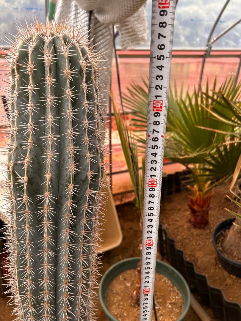 武倫柱　ブリンチュウ　特大