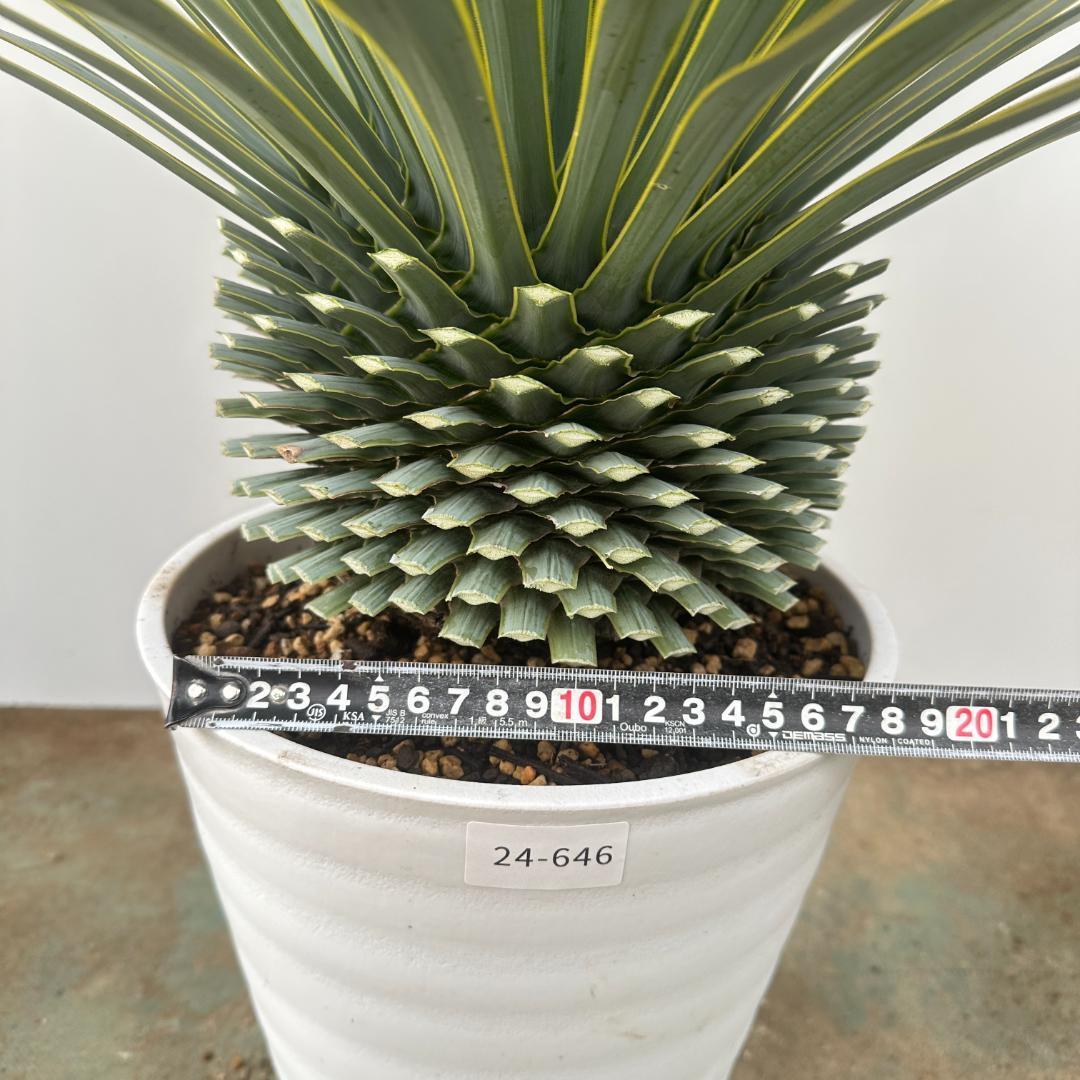 ユッカ　ロストラータ【24-646】超超美形　シルバーブルー