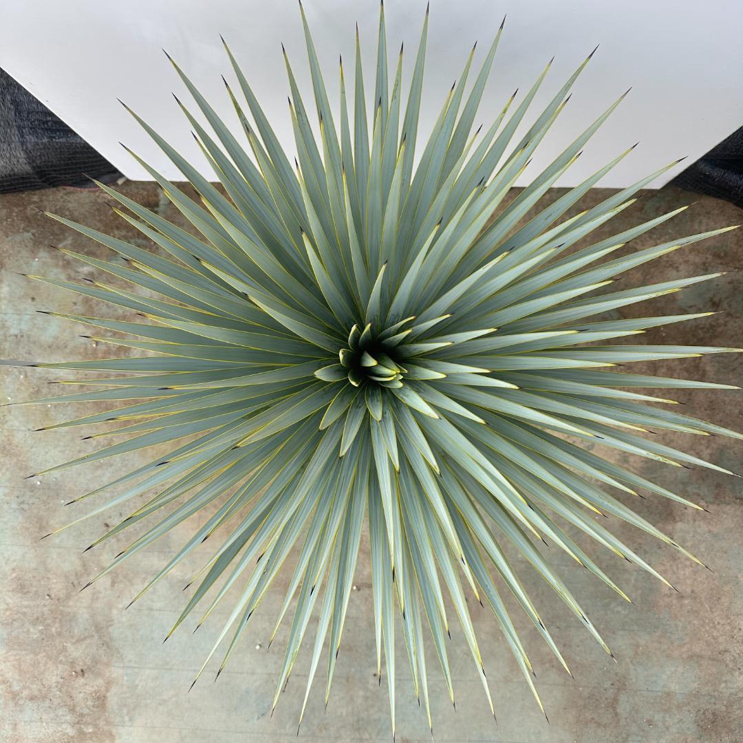 ユッカ　ロストラータ【24-646】超超美形　シルバーブルー