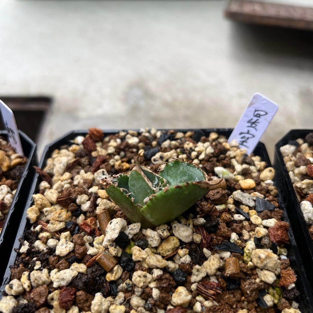 アガベ　チタノタ　星空　子株