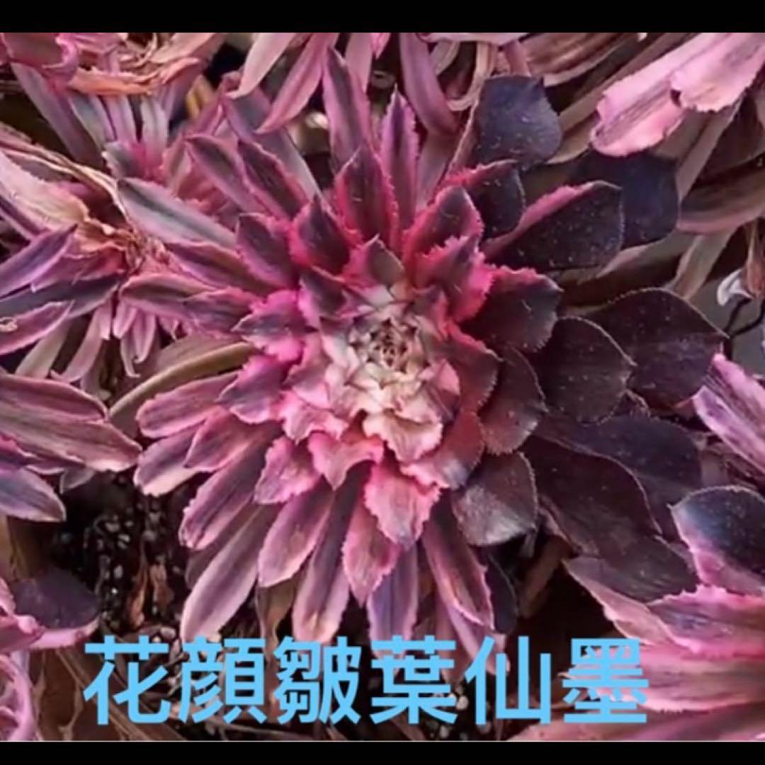 ❤️ 花顔皺葉仙墨 ❤️