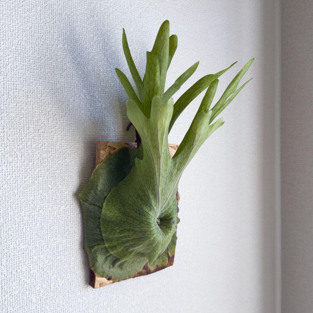 ビカクシダ　スパーバム