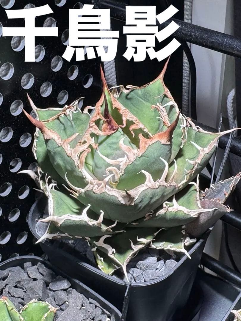 【有名趣味家血統】アガベ☆チタノタ☆千鳥影☆子株☆台湾lize⭐︎タグ付き☆
