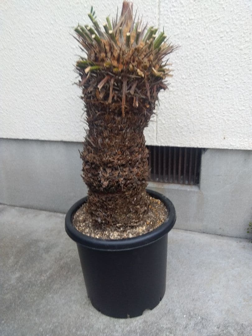 ソテツ　幹太株　⑤