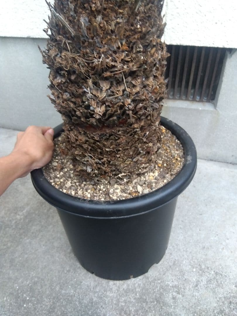 ソテツ　幹太株　⑤