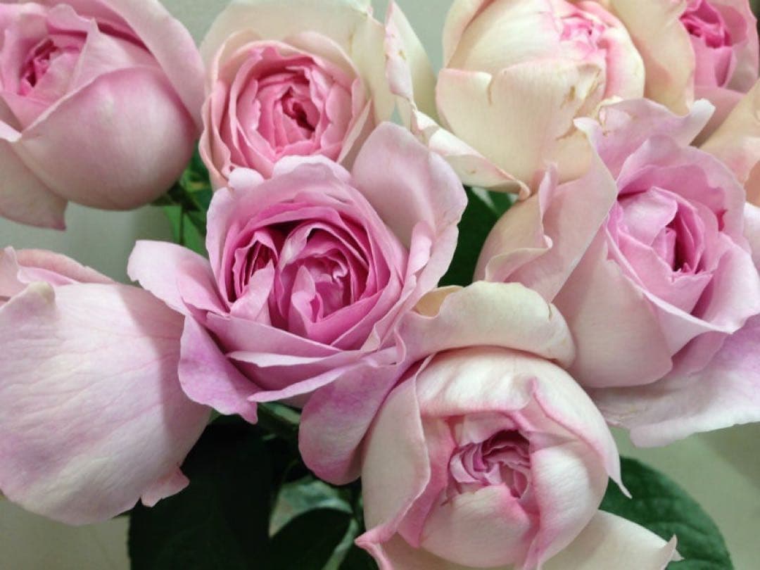 イブ系　イヴライト　大苗