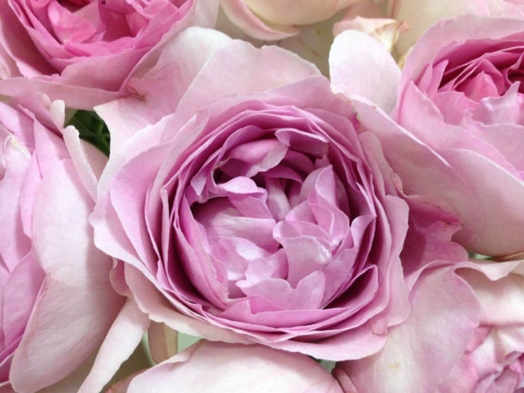 イブ系　イヴライト　大苗