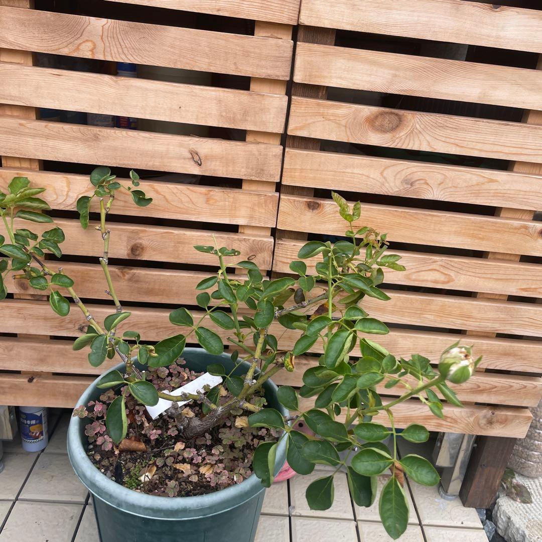 イブ系　イヴライト　大苗