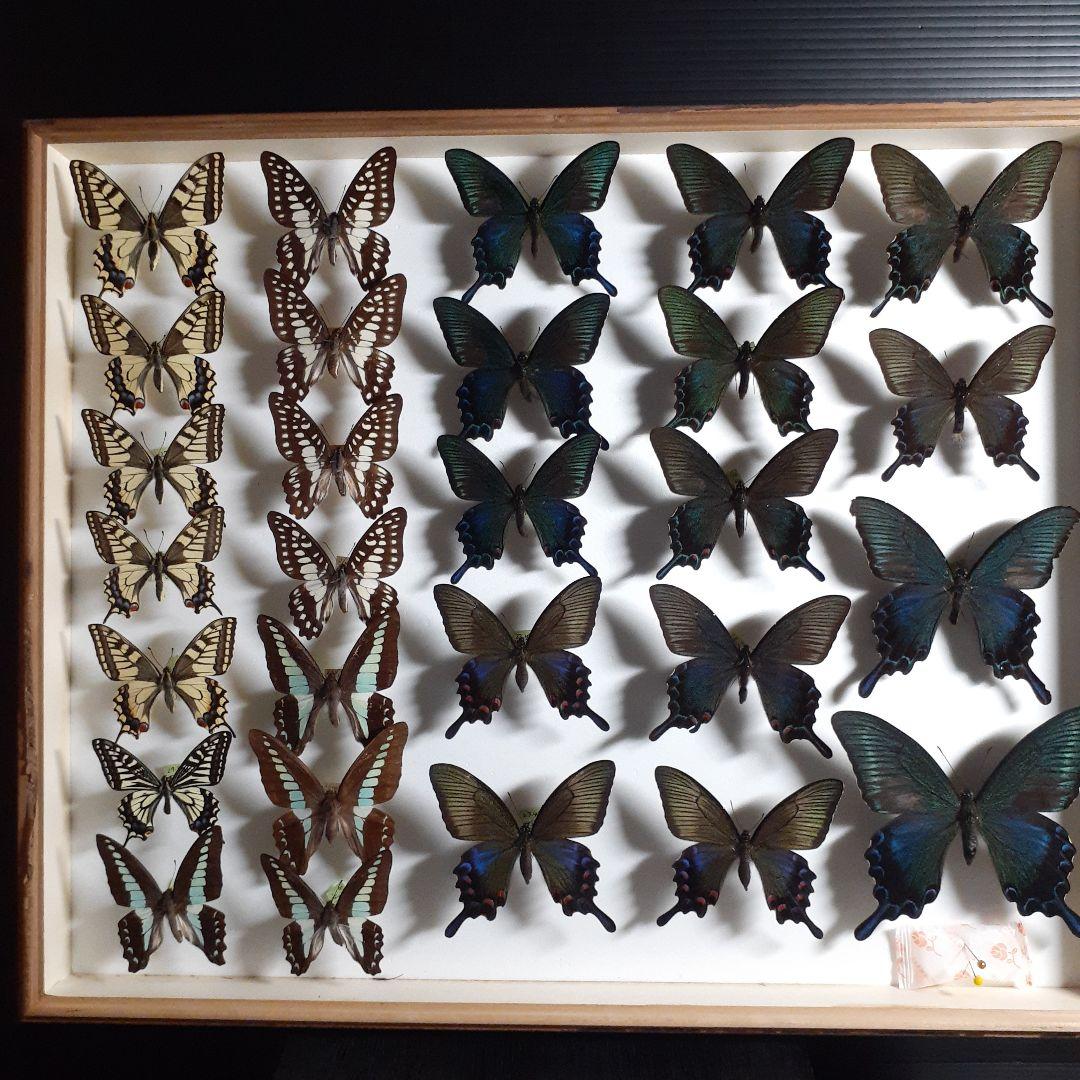 蝶標本　アゲハチョウ類8種47頭、大型ドイツ標本箱２箱入りセット
