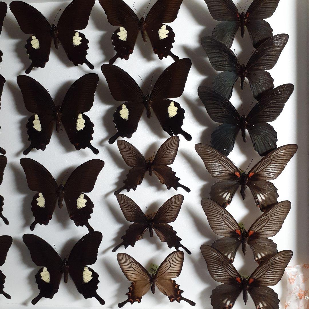 蝶標本　アゲハチョウ類8種47頭、大型ドイツ標本箱２箱入りセット