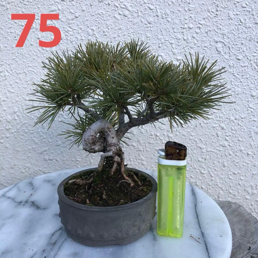 四国赤石五葉松の盆栽❣️