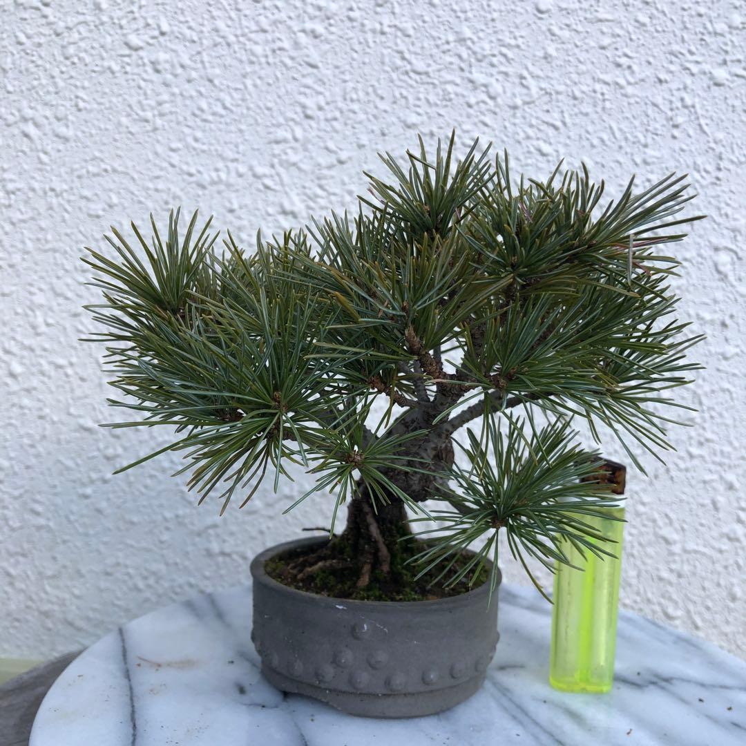 四国赤石五葉松の盆栽❣️