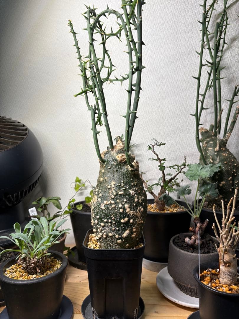 (今だけ特化！！)アデニアグロボーサ【※発送時に枝剪定※】