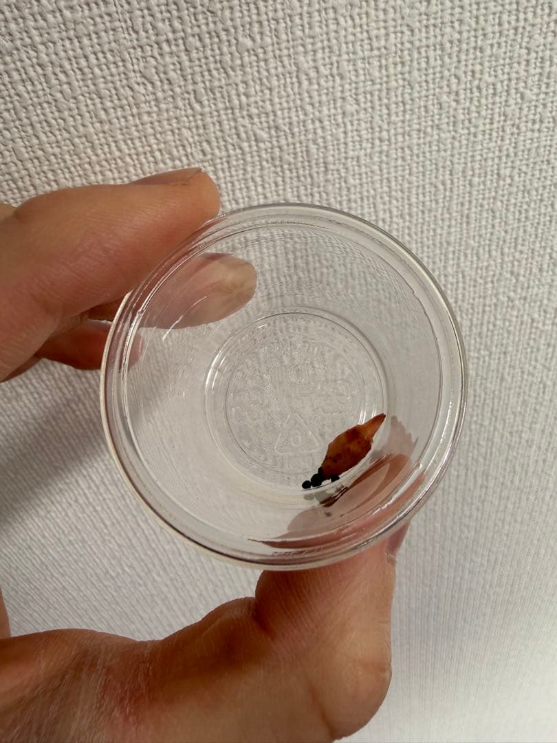 アロカシア　小芋9種セット