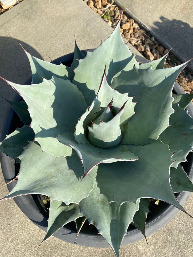 オバティーフォリア