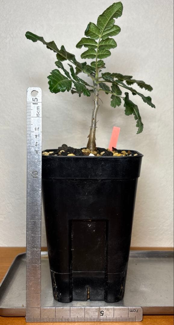 ボスウェリア　サクラ実生　52O11