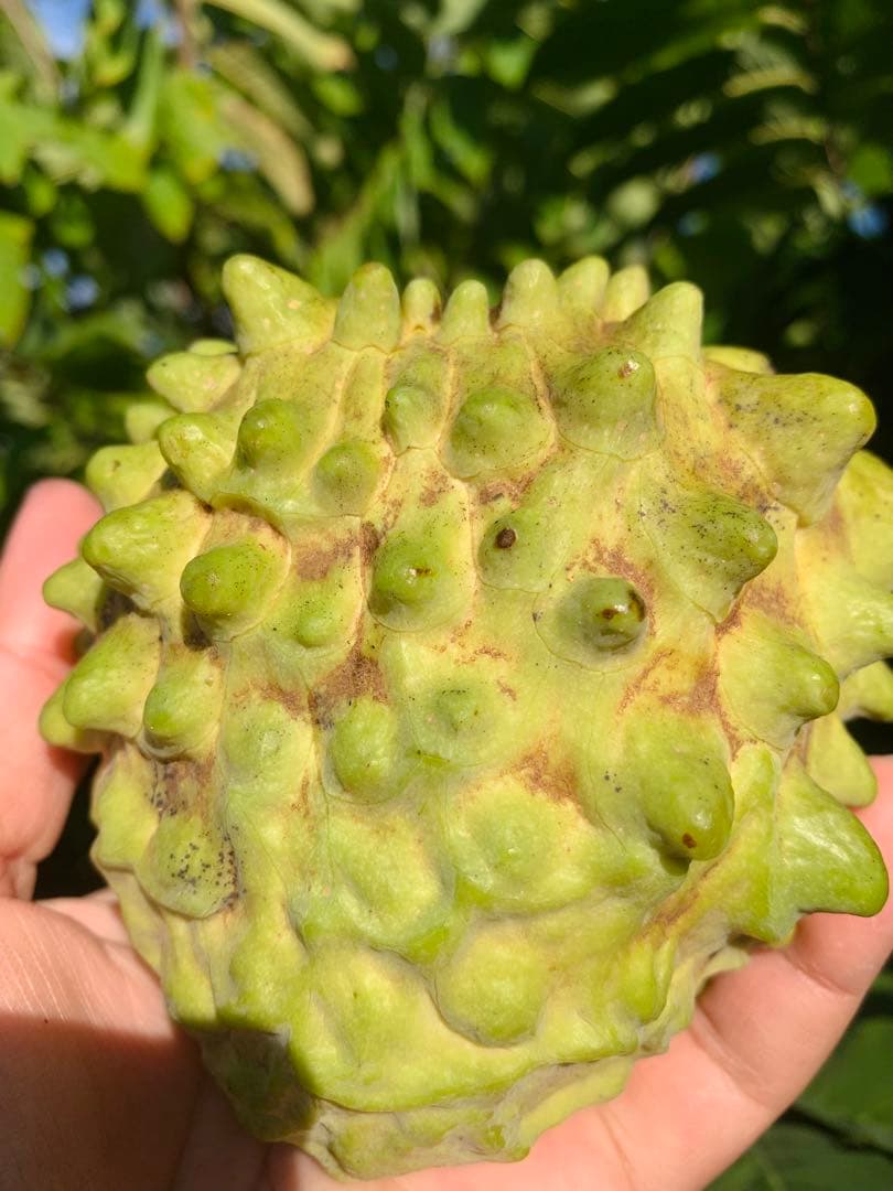 アテモヤ接木苗木(大) 鳳梨釋迦　森のアイスクリーム