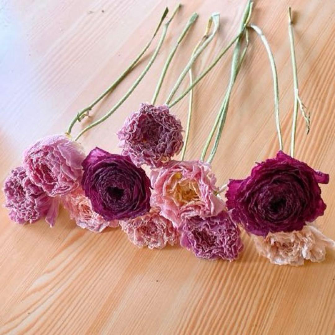 ラナンキュラス❇️大人カラー❣️