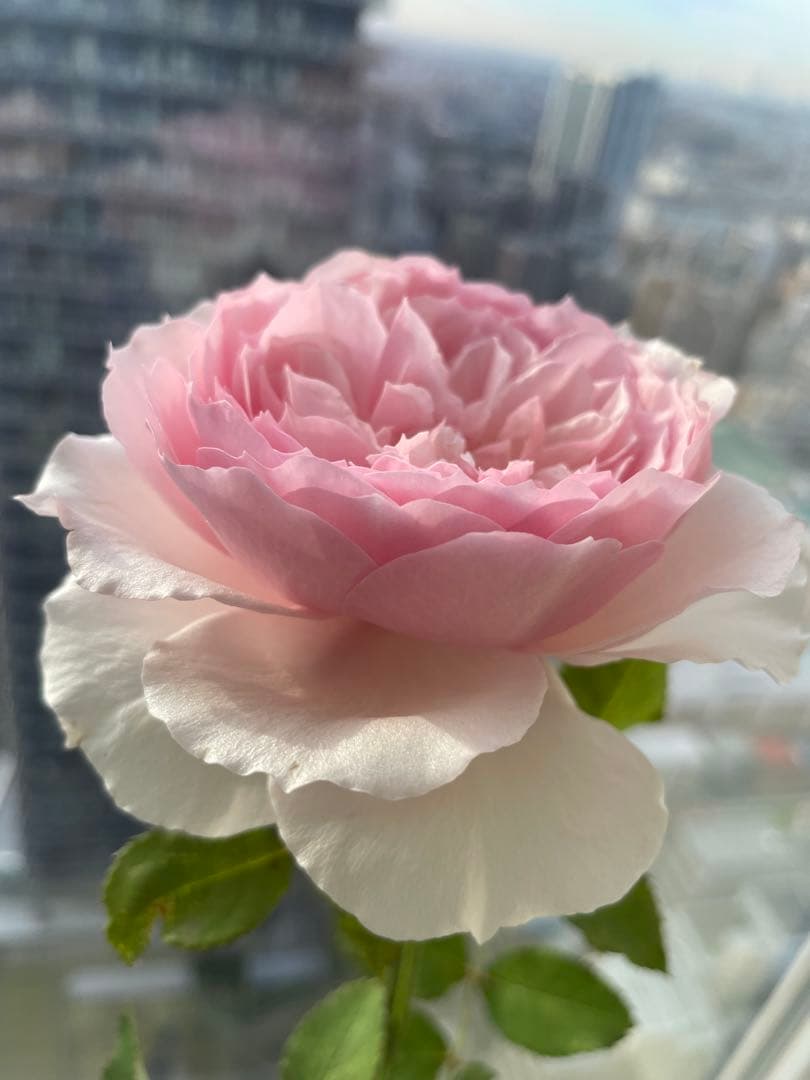 セール❣️激レア！ラスト！超強健強香！いつも心を揺さぶられる美しい和バラ苗