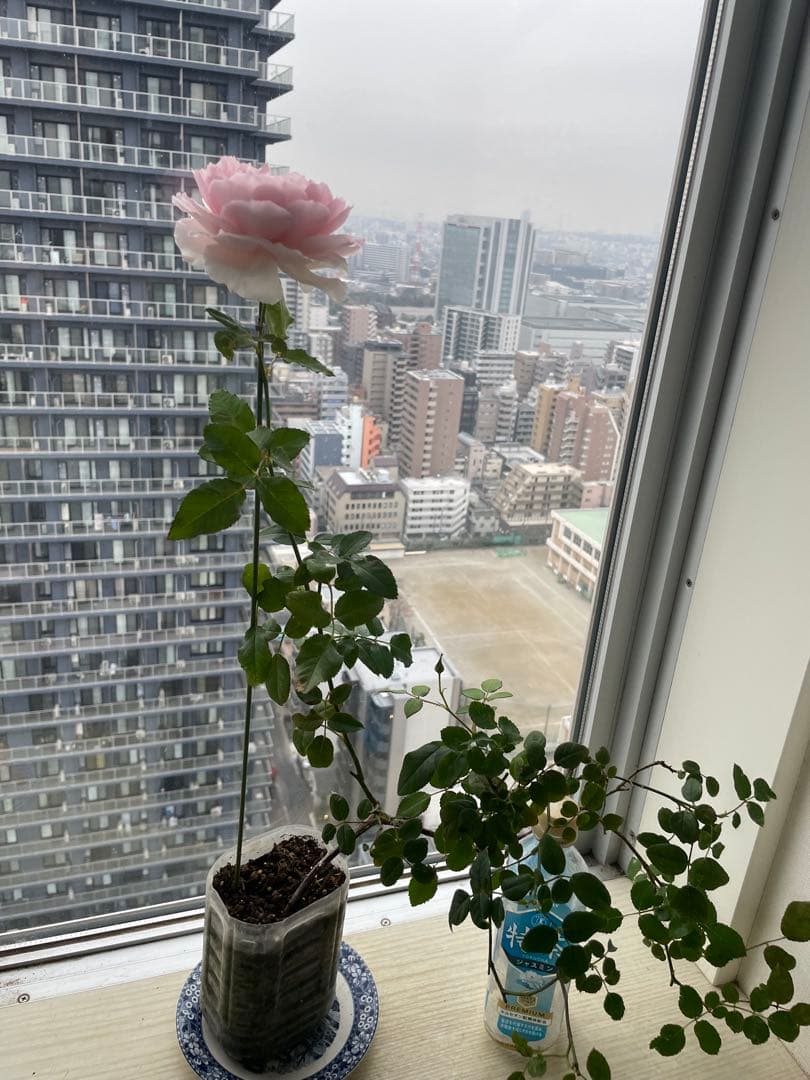 セール❣️激レア！ラスト！超強健強香！いつも心を揺さぶられる美しい和バラ苗