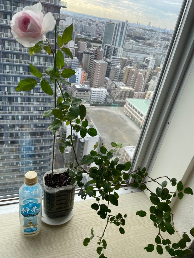 セール❣️激レア！ラスト！超強健強香！いつも心を揺さぶられる美しい和バラ苗